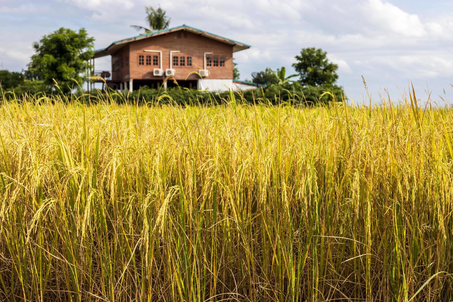 vista baixa, grãos amarelos maduros de arroz férteis perto de casas residenciais. foto