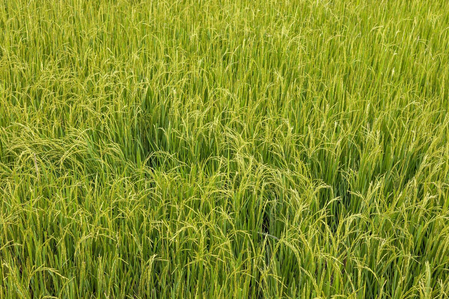 vista de fundo de campos férteis de arroz verde crescendo esperando o dia da colheita. foto