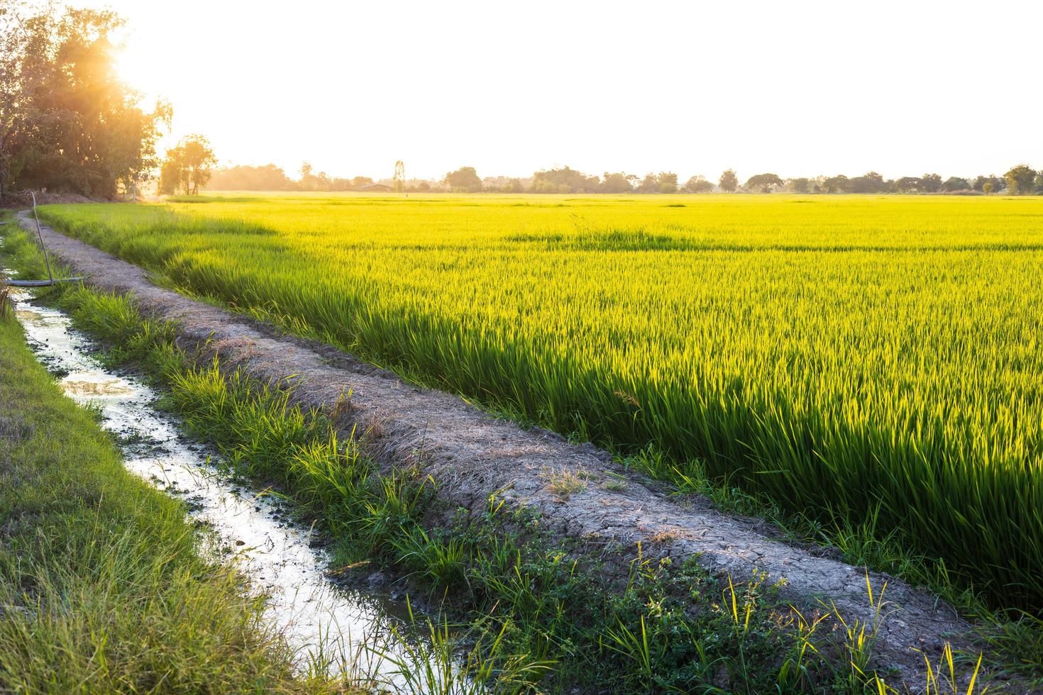 o cenário de muitas folhas verdes de arroz reflete a luz do sol da tarde. foto