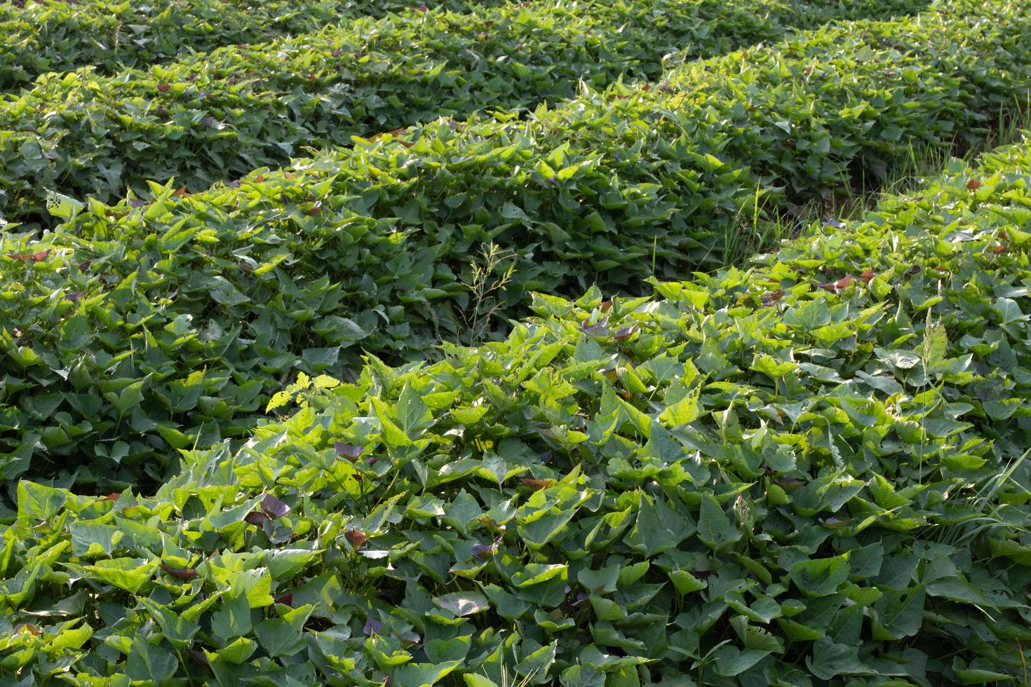 perto de folhas verdes, batata doce. foto