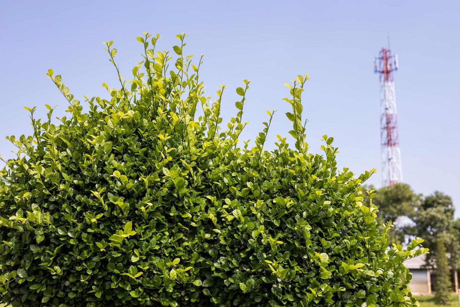folhas, arbustos e torres de telecomunicações. foto