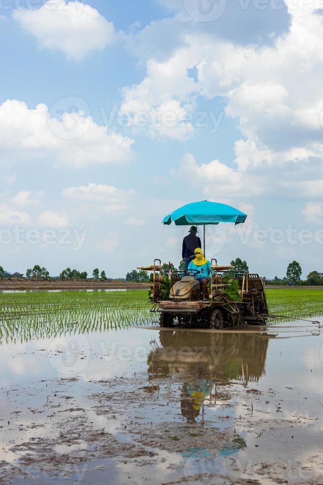 vista vertical. homens e mulheres trabalham juntos para plantar mudas de arroz verde em um plantador de arroz montado. foto