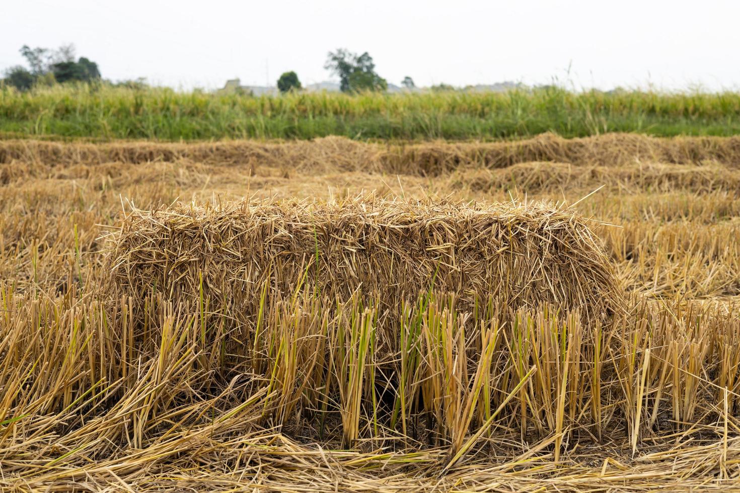 uma visão de baixo close-up de um fardo quadrado de palha com vista para os arrozais. foto