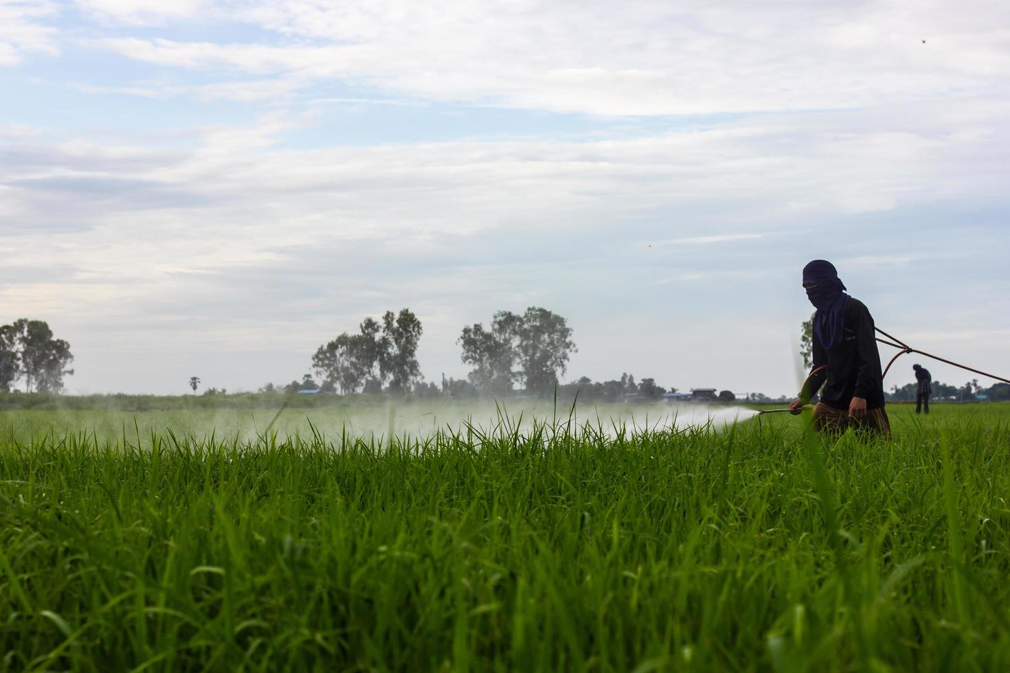 agricultores pulverizando campos de arroz. foto