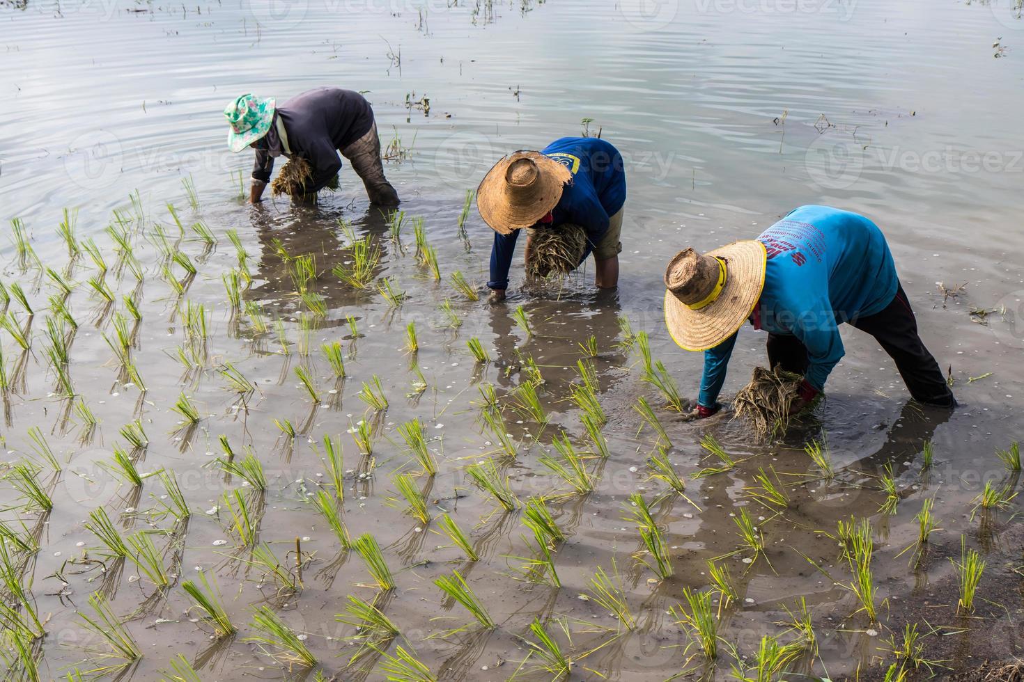 agricultores plantando mudas de arroz. foto