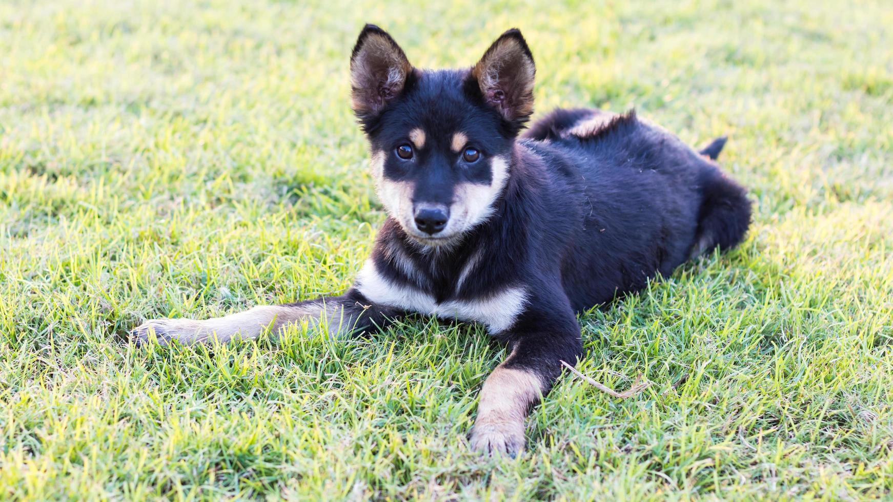 cão preto da Tailândia no gramado. foto