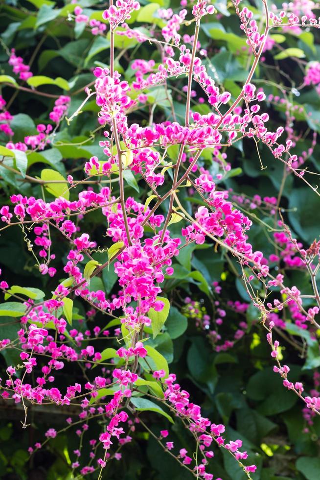 antigonon leptopus rosa. foto