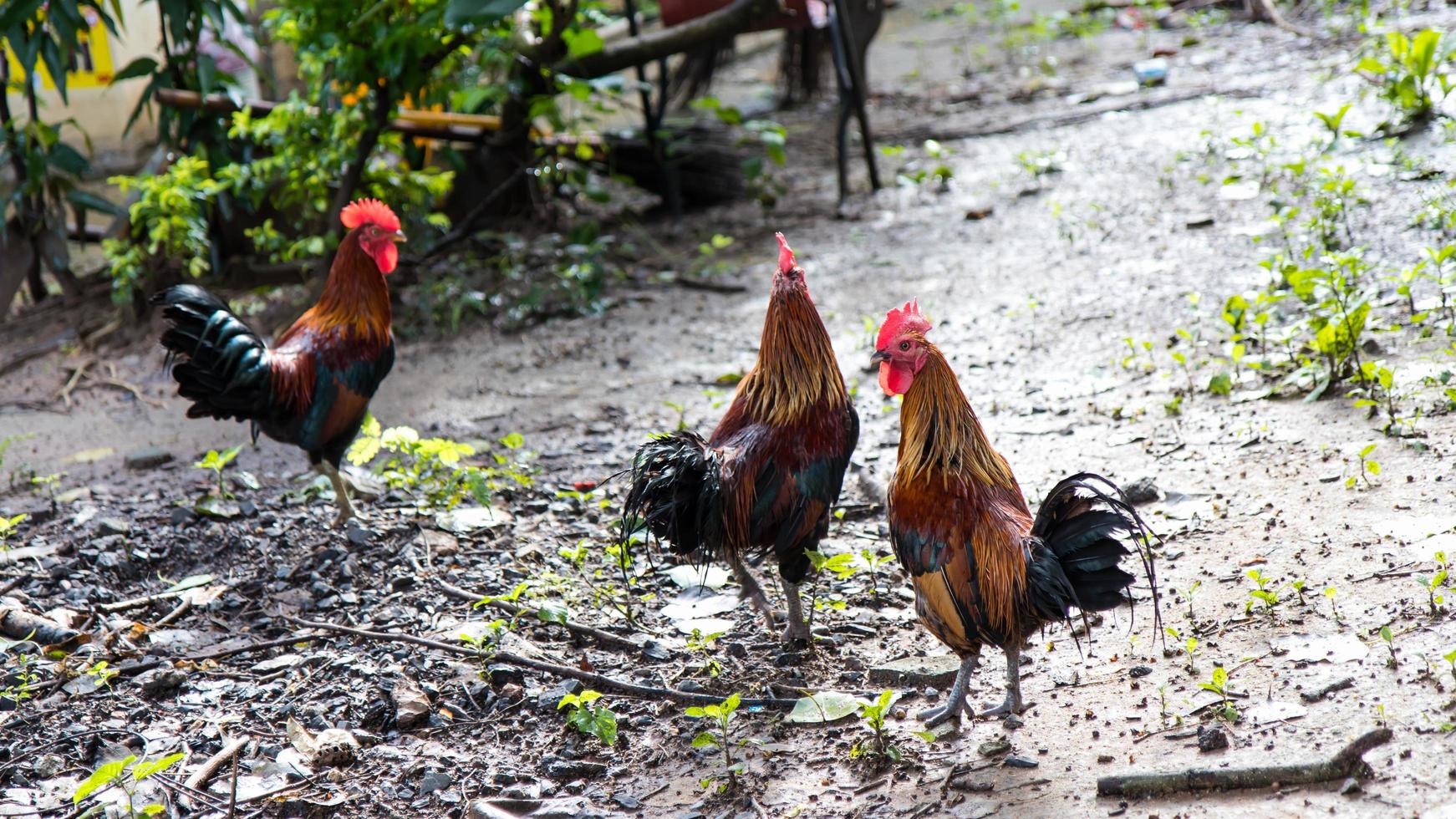 bantams em solo molhado. foto