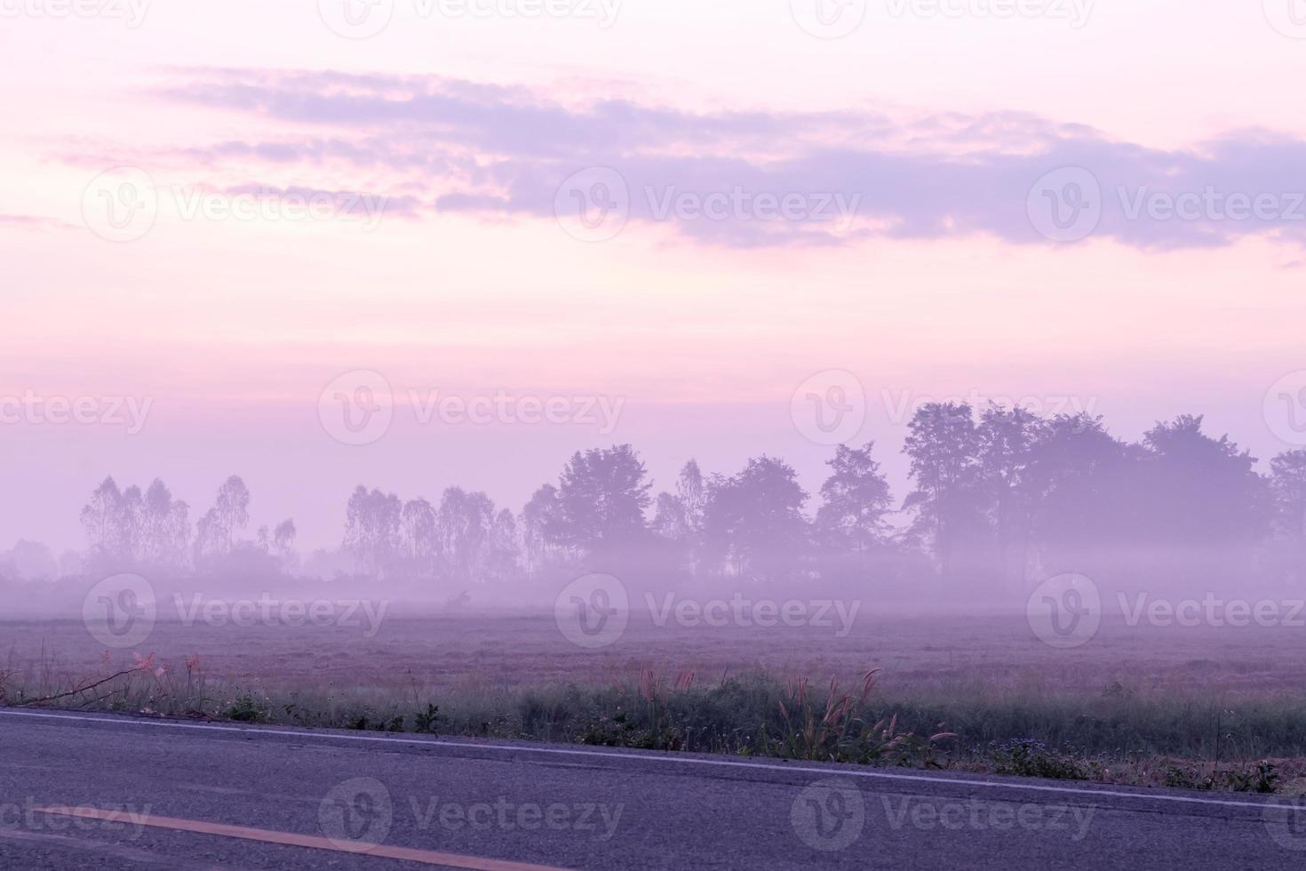 árvores com neblina cobriam as ruas. foto