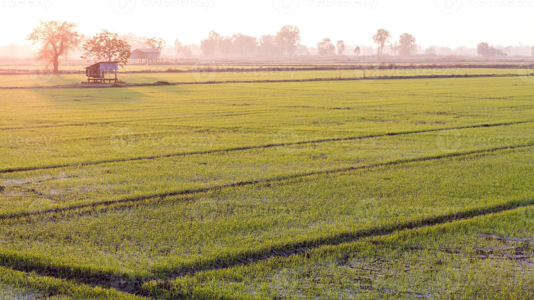 campo de arroz verde com casas e árvores de manhã cedo. foto