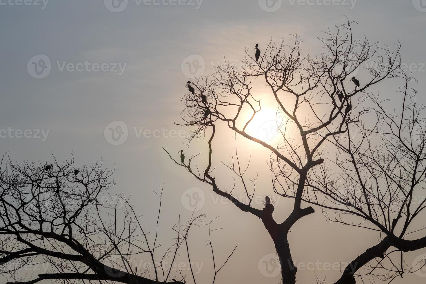 galhos secos em silhueta com pássaros ao sol. foto