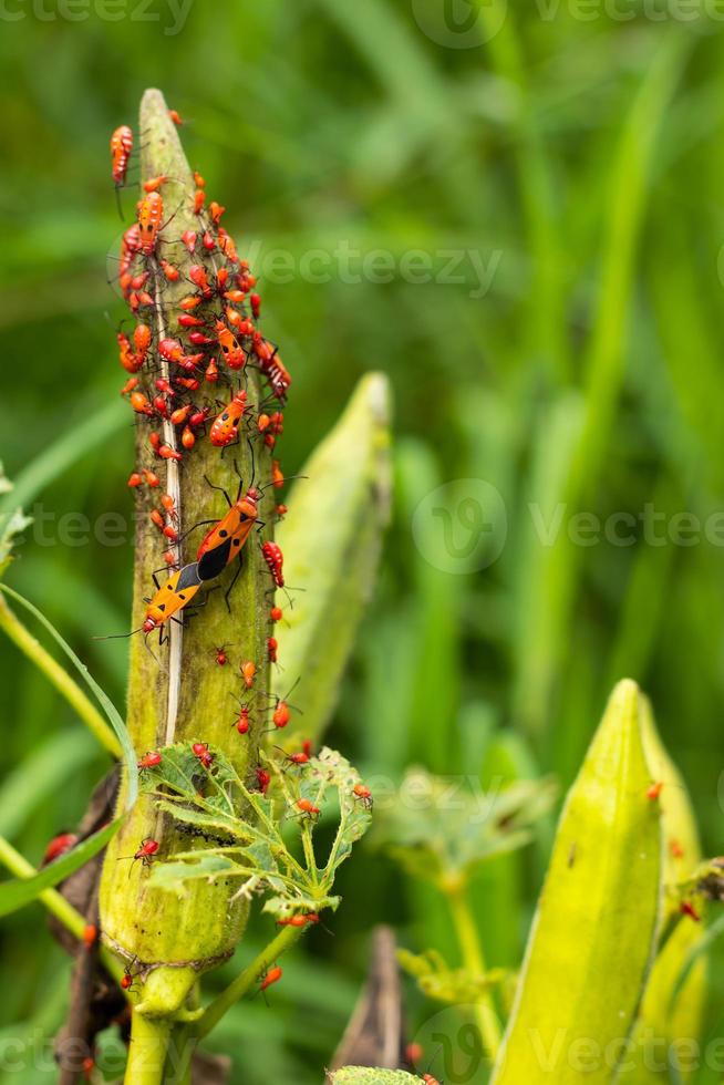 close-up de pragas vermelhas e vagens de quiabo. foto