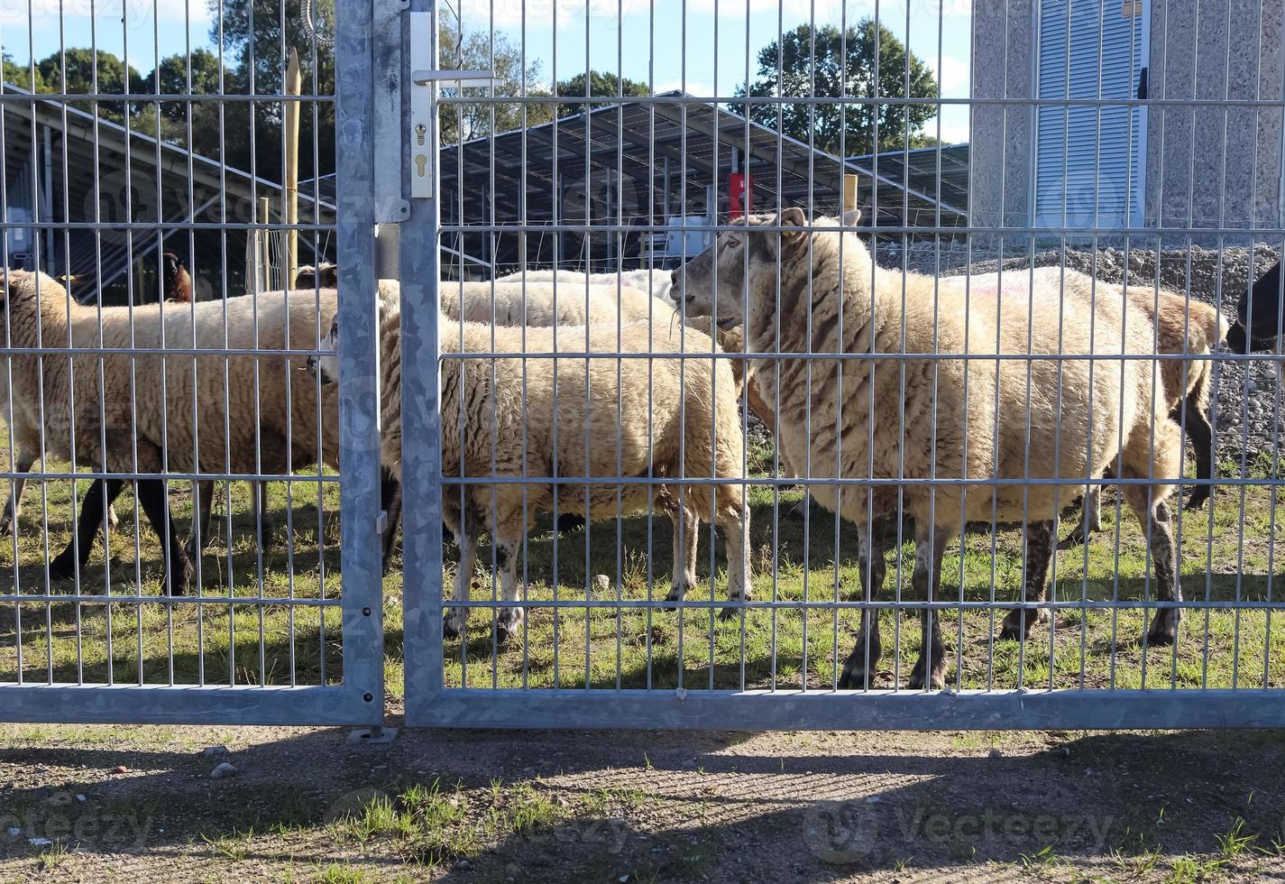 ovelhas atrás de um portão de metal em um grande parque de energia solar. foto