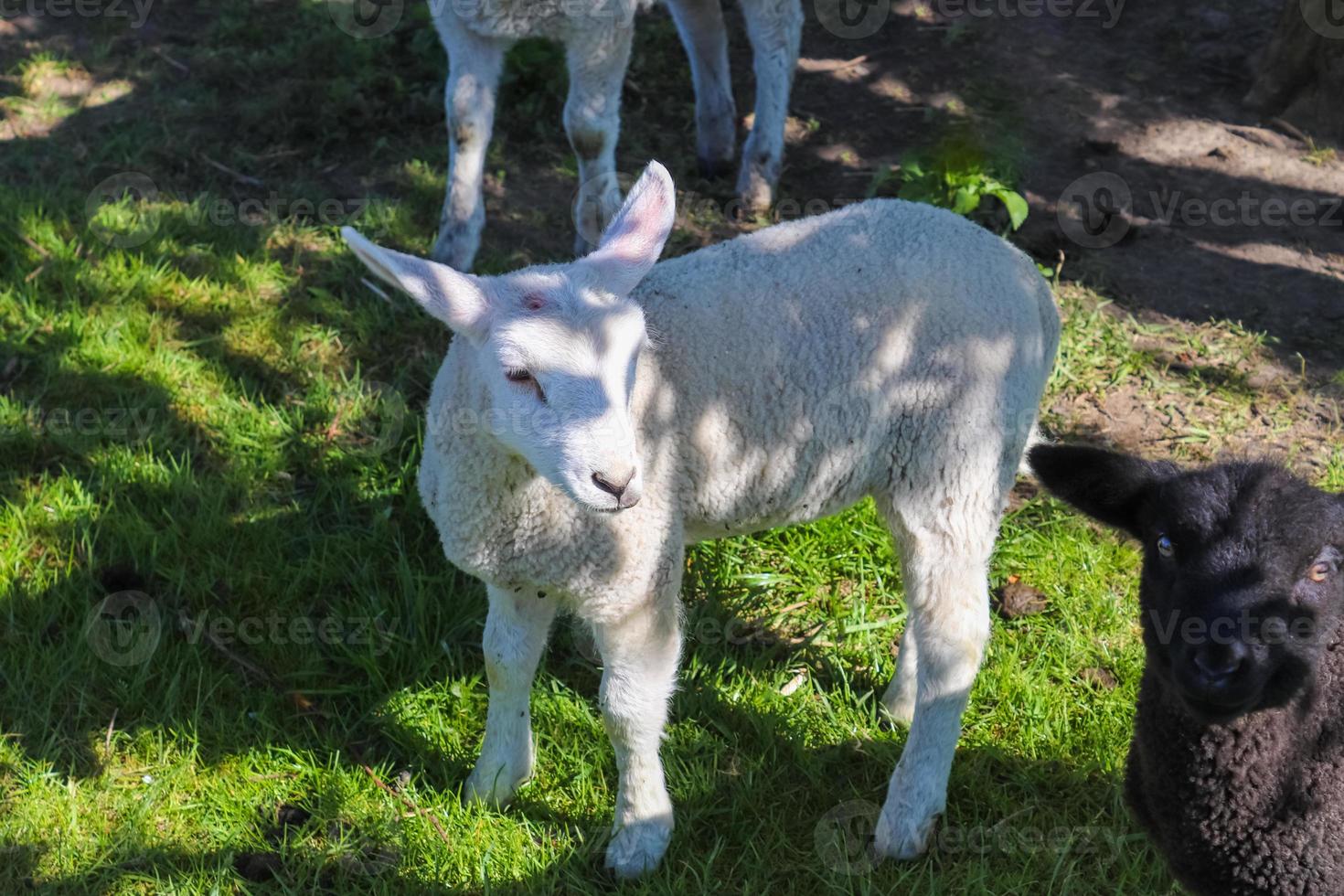 grupo de ovelhas e cordeiros em um prado verde em um dia ensolarado durante a primavera na alemanha foto