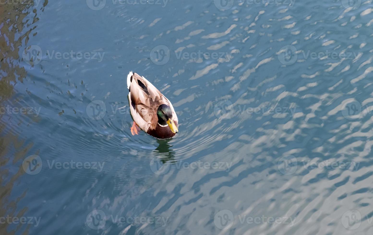 lindo casal de patos nadando na água em uma costa na alemanha. foto