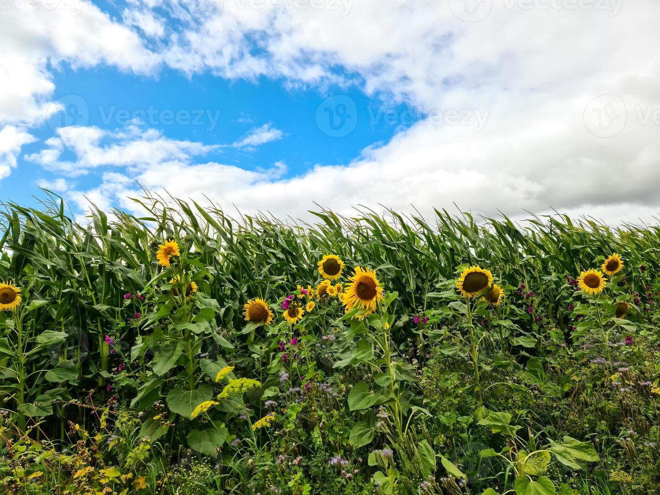 lindos girassóis amarelos em um ambiente rural em um dia ensolarado. foto