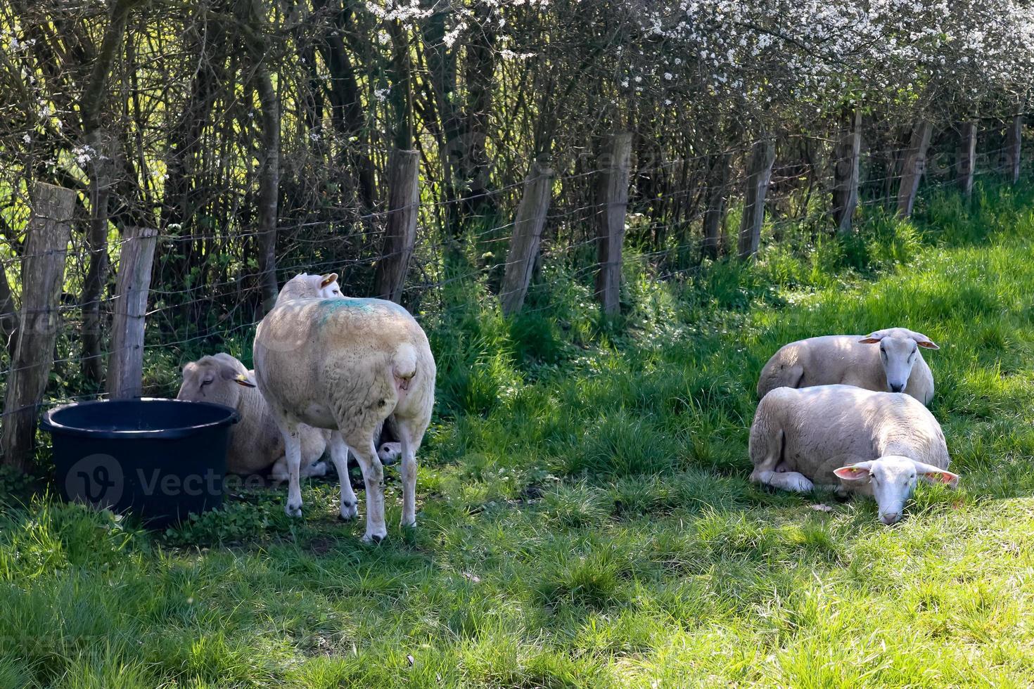 grupo de ovelhas e cordeiros em um prado verde em um dia ensolarado durante a primavera na alemanha foto