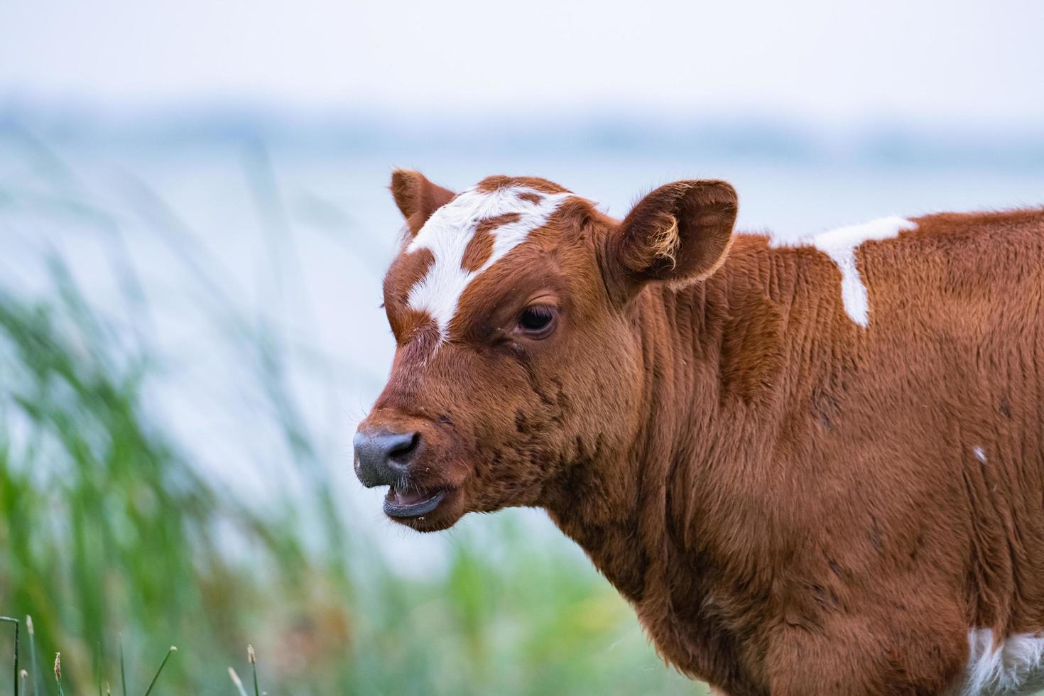 paisagem de um dia desagradável com vacas pastando no rio foto