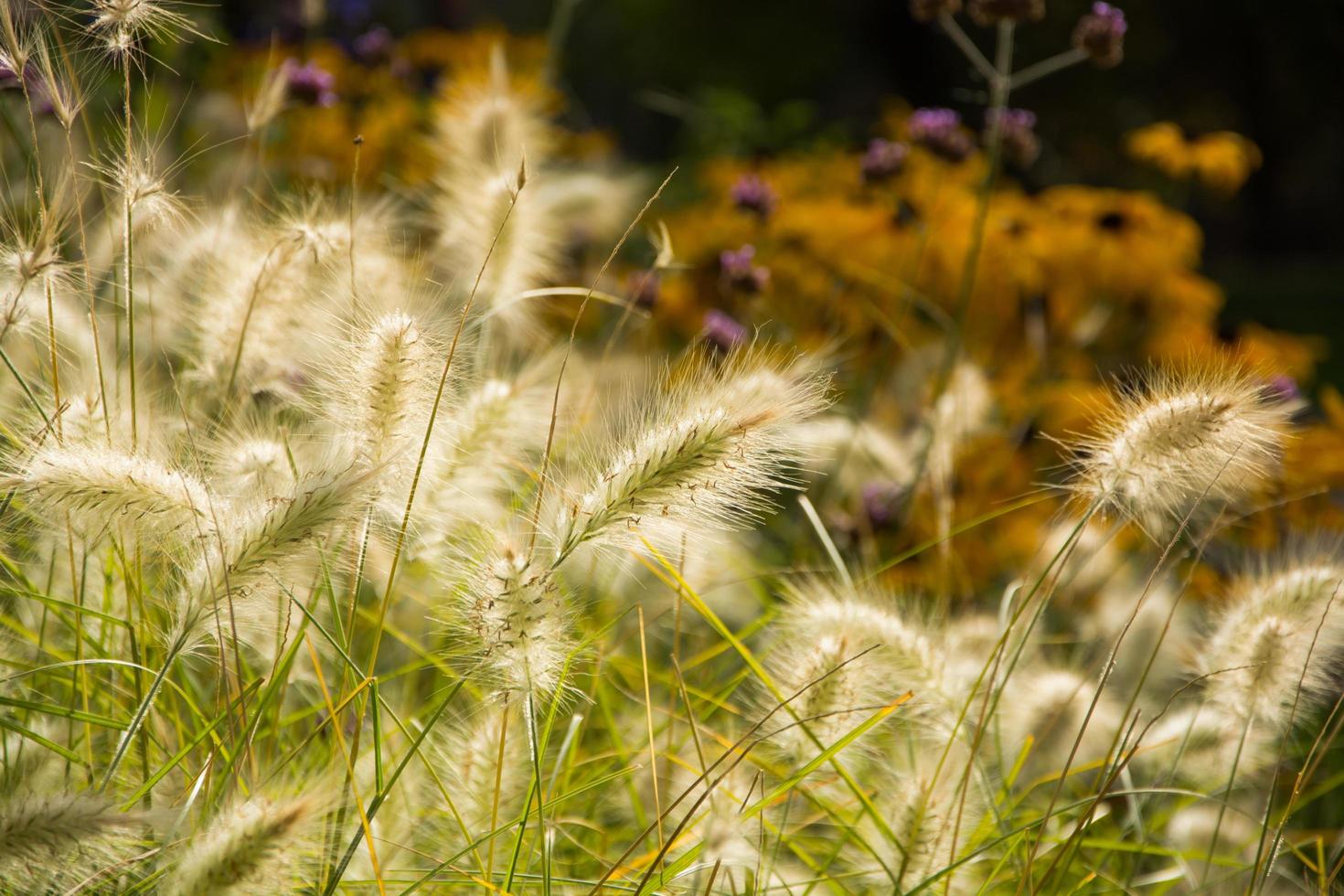 fechar partes do design moderno de jardinagem, plantas ao ar livre no verão foto