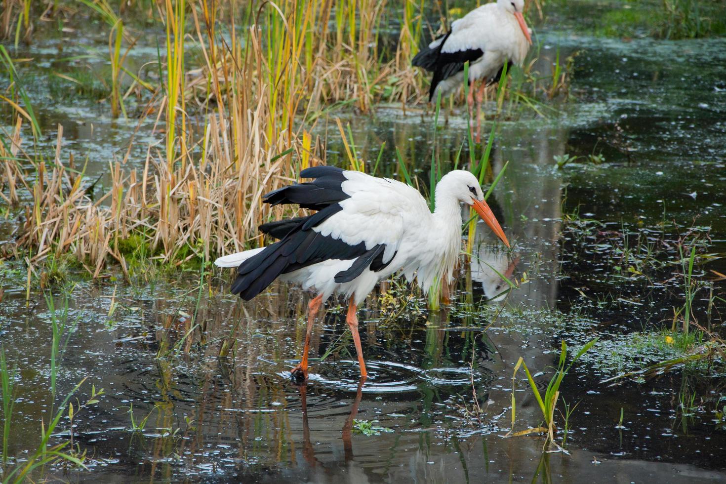 close-up de cegonhas na lagoa de primavera foto