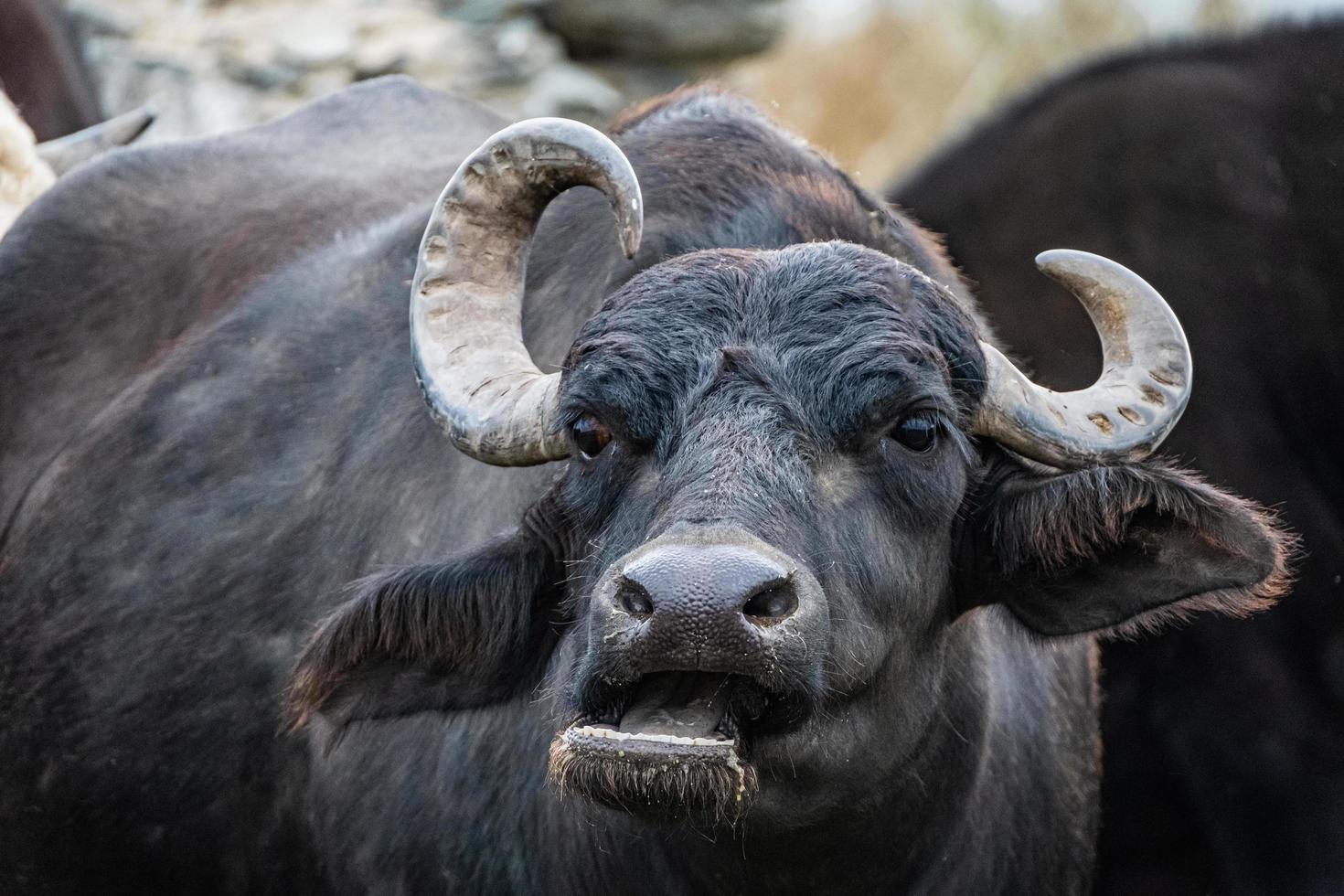 búfalo de água preta nos campos foto