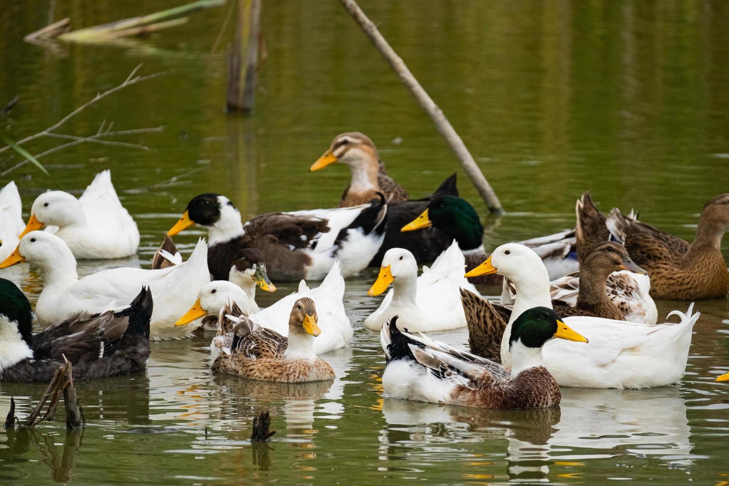 close-up de muitos patos selvagens nadando no rio foto