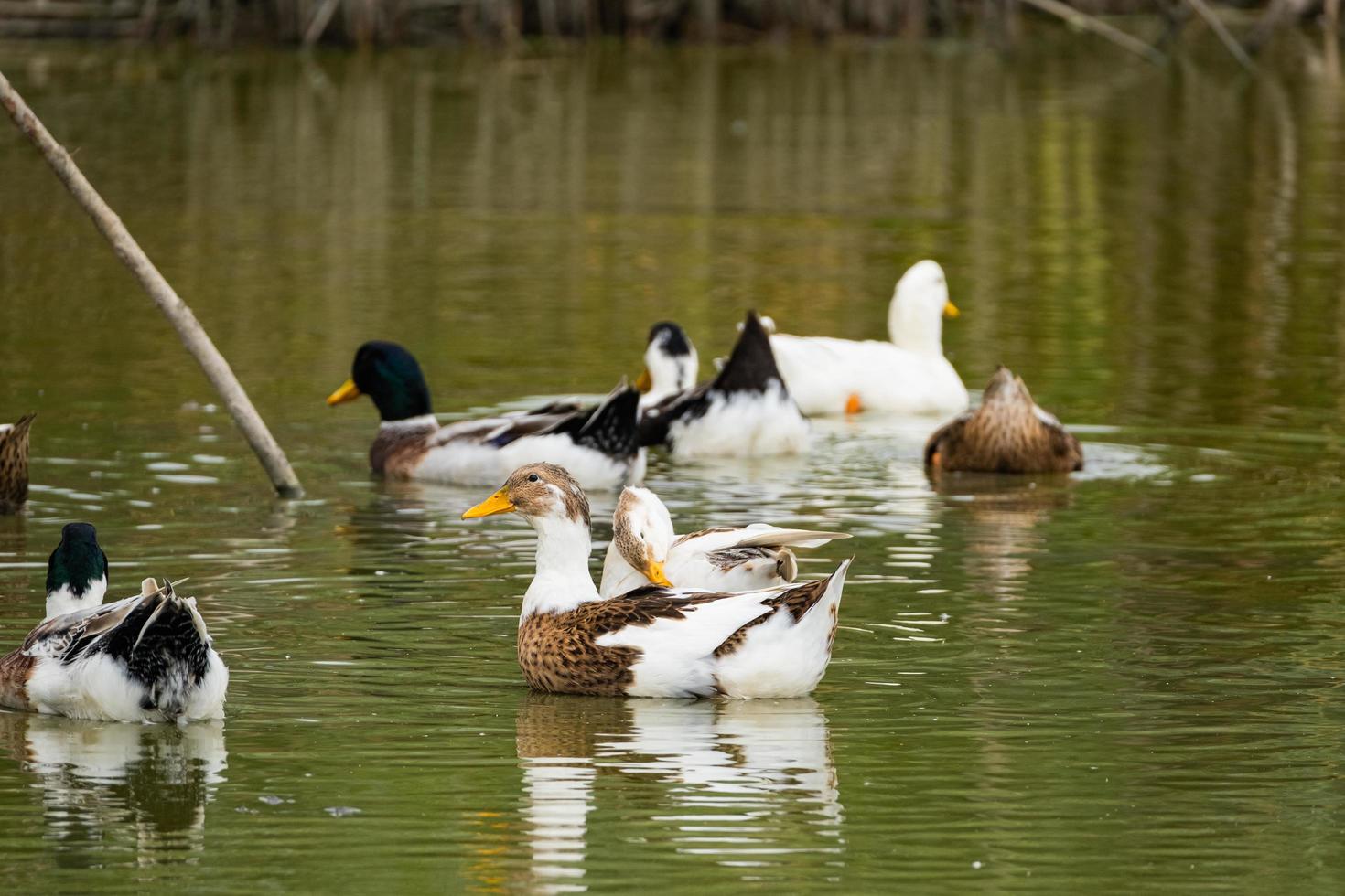 close-up de muitos patos selvagens nadando no rio foto