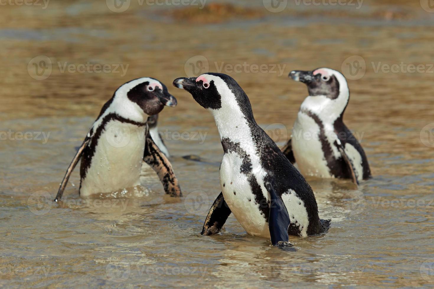 pinguins africanos foto