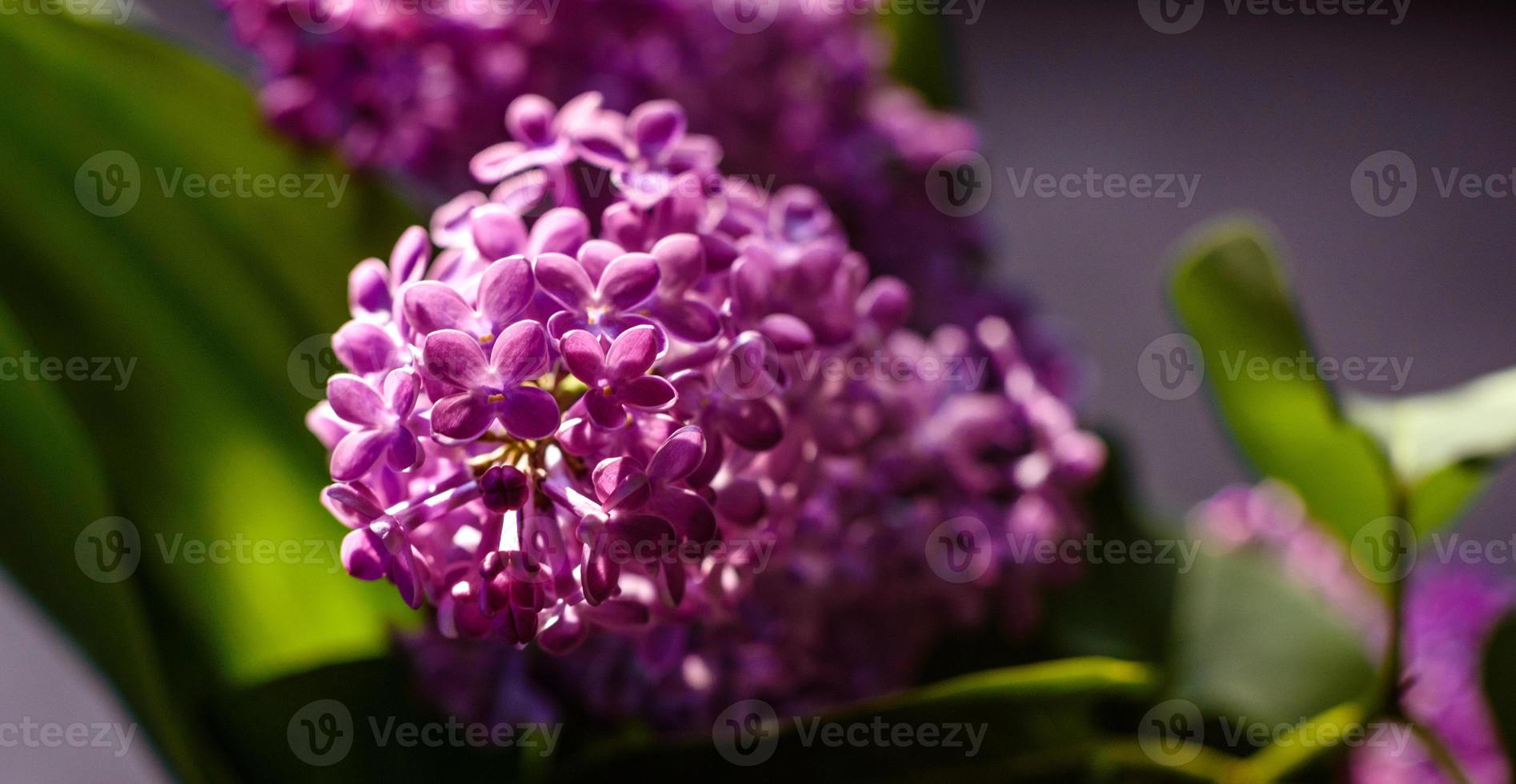 lindo ramo de flores lilás em um fundo escuro, fundo de primavera natural foto