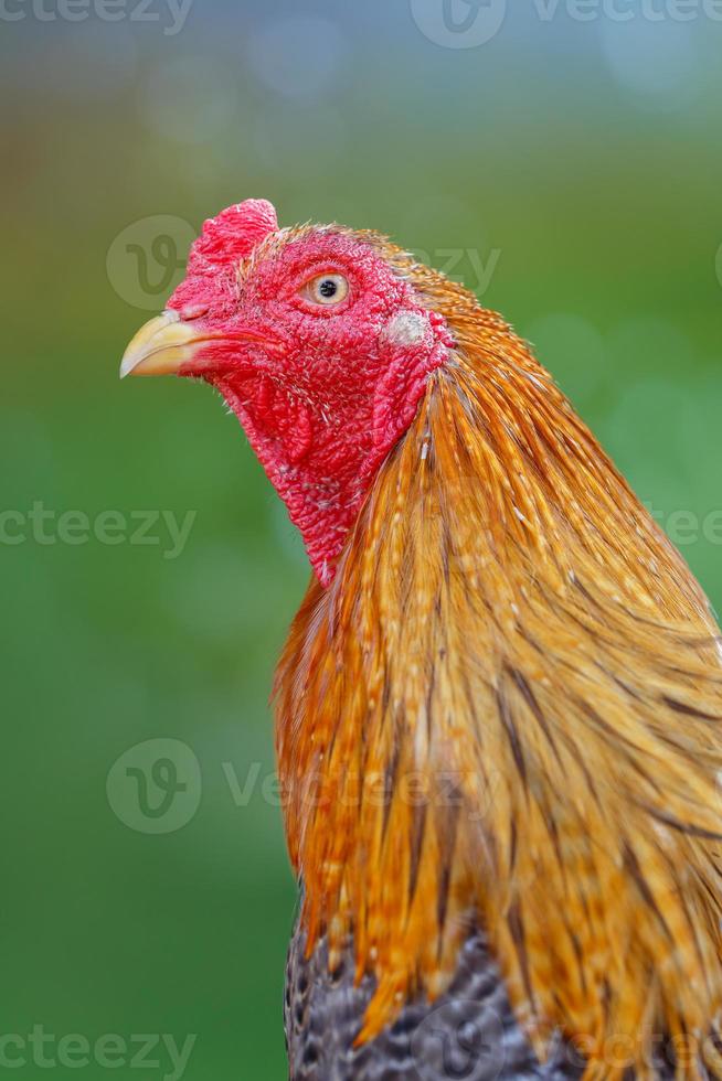 cabeça de galinha masculina foto