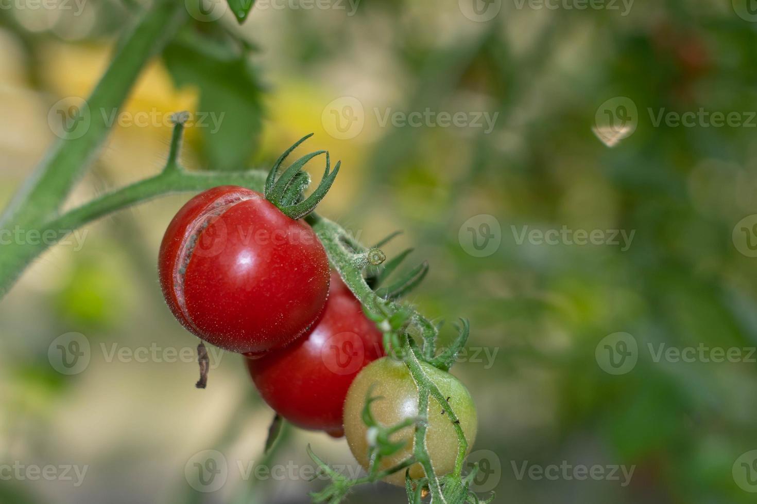 fruto de tomate rachado na planta de tomate. foto