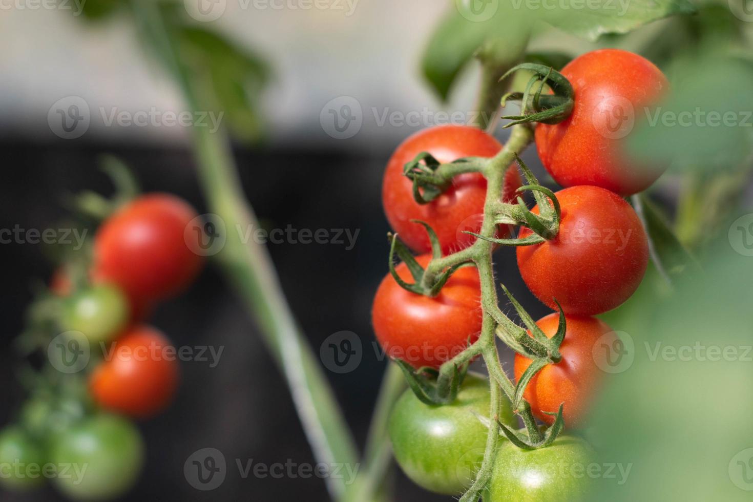 mão segurando tomates vermelhos frescos, vegetais orgânicos para uma alimentação saudável. foto