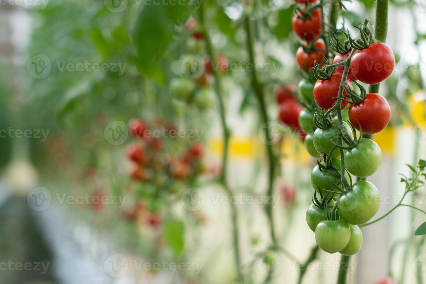 mão segurando tomates vermelhos frescos, vegetais orgânicos para uma alimentação saudável. foto