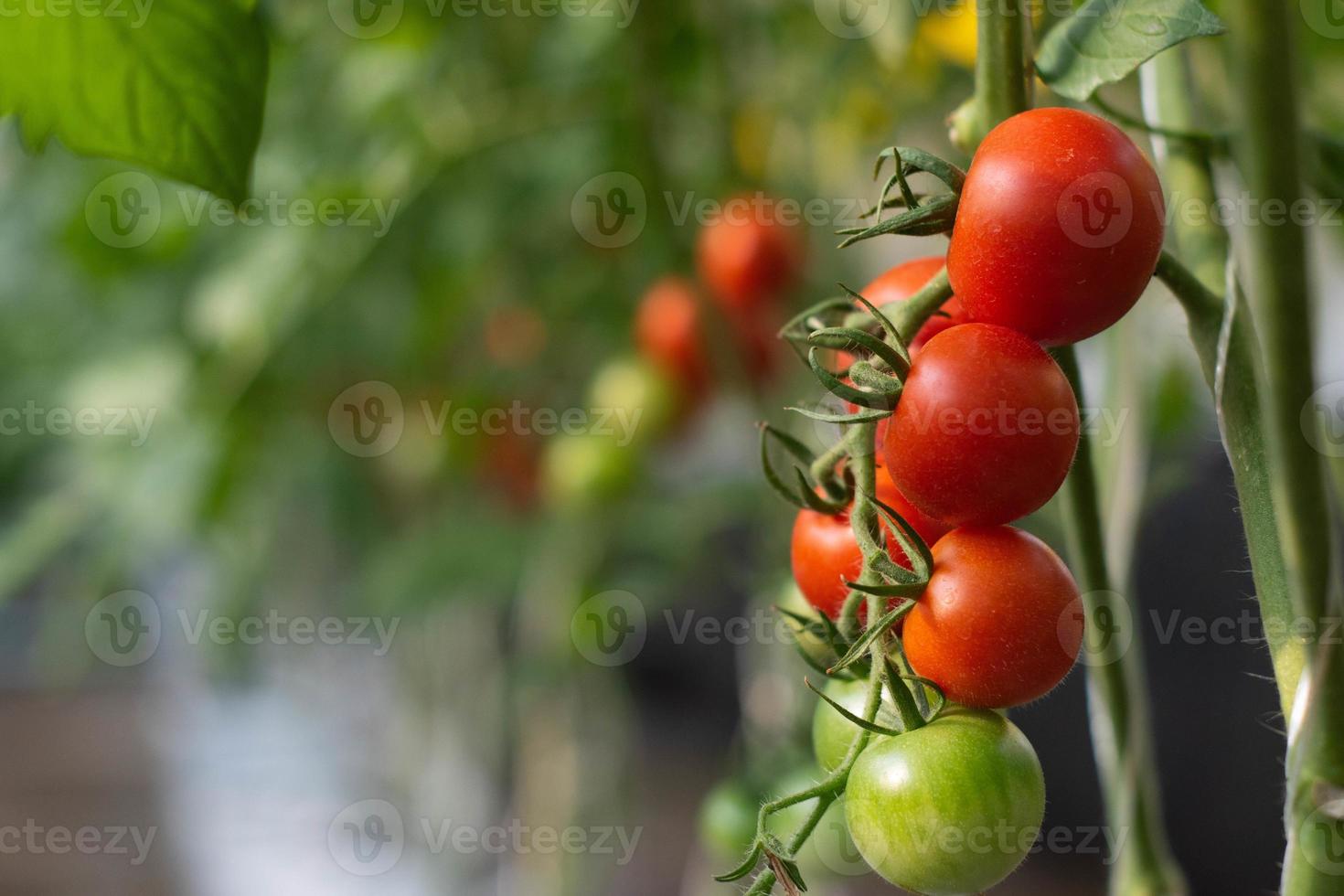 mão segurando tomates vermelhos frescos, vegetais orgânicos para uma alimentação saudável. foto