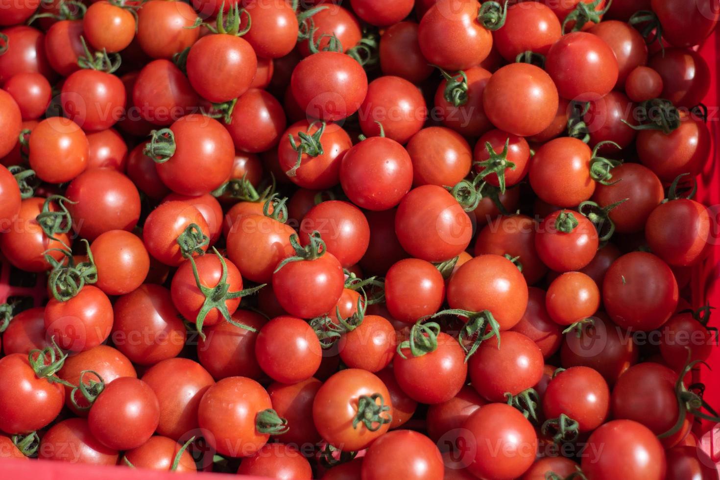 fundo de frutas de tomate vermelho fresco. foto