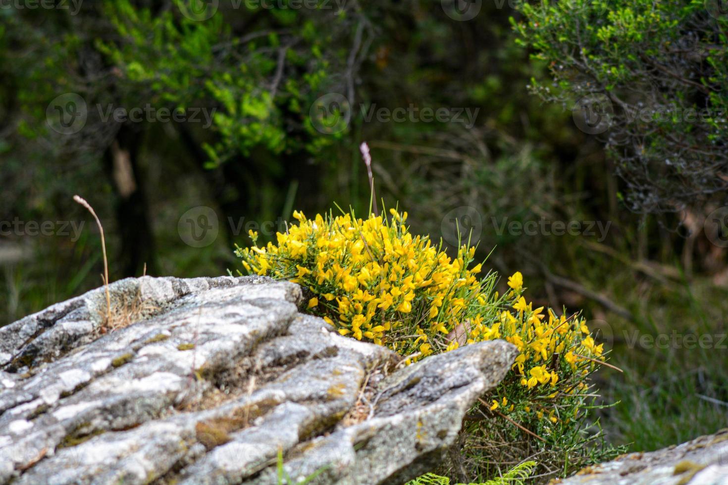 flores amarelas em uma pedra em um dia ensolarado foto