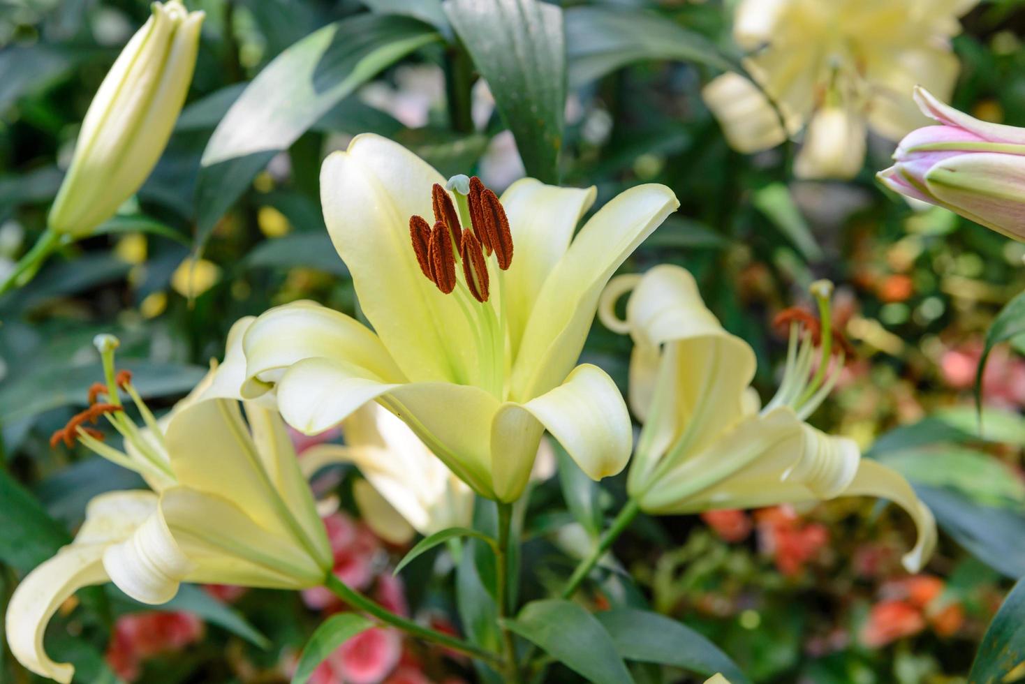 flor de lírio amarelo no jardim foto