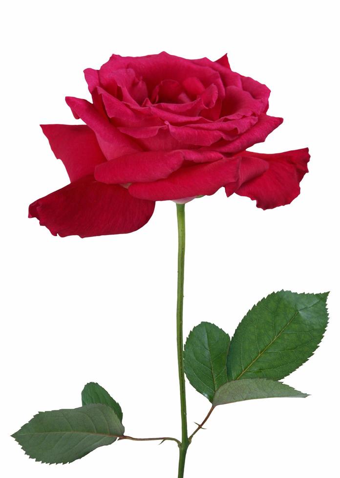 linda flor de rosa rosa, isolada no fundo branco foto