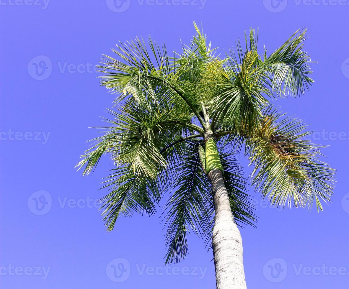 palmeiras no céu azul ensolarado foto