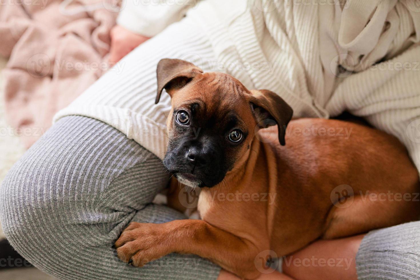 cachorrinho boxer foto