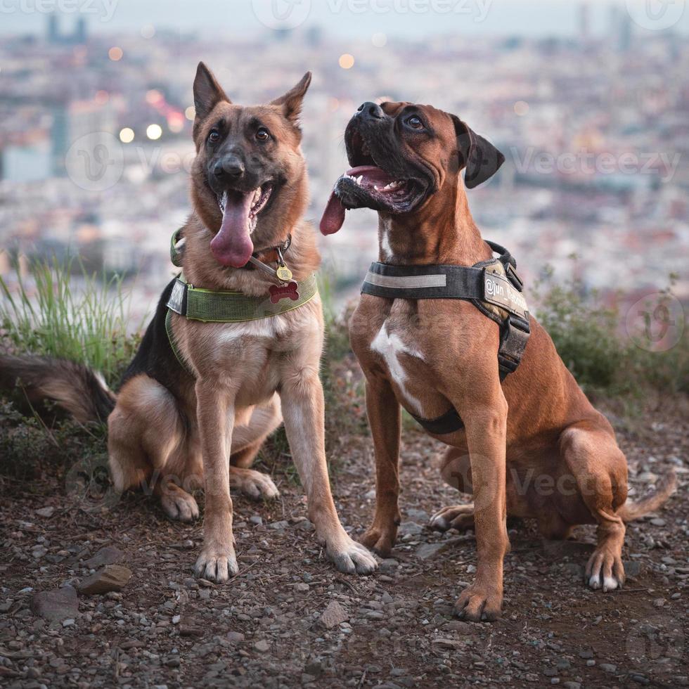 cão boxer na natureza, paisagem, floresta e amigos foto