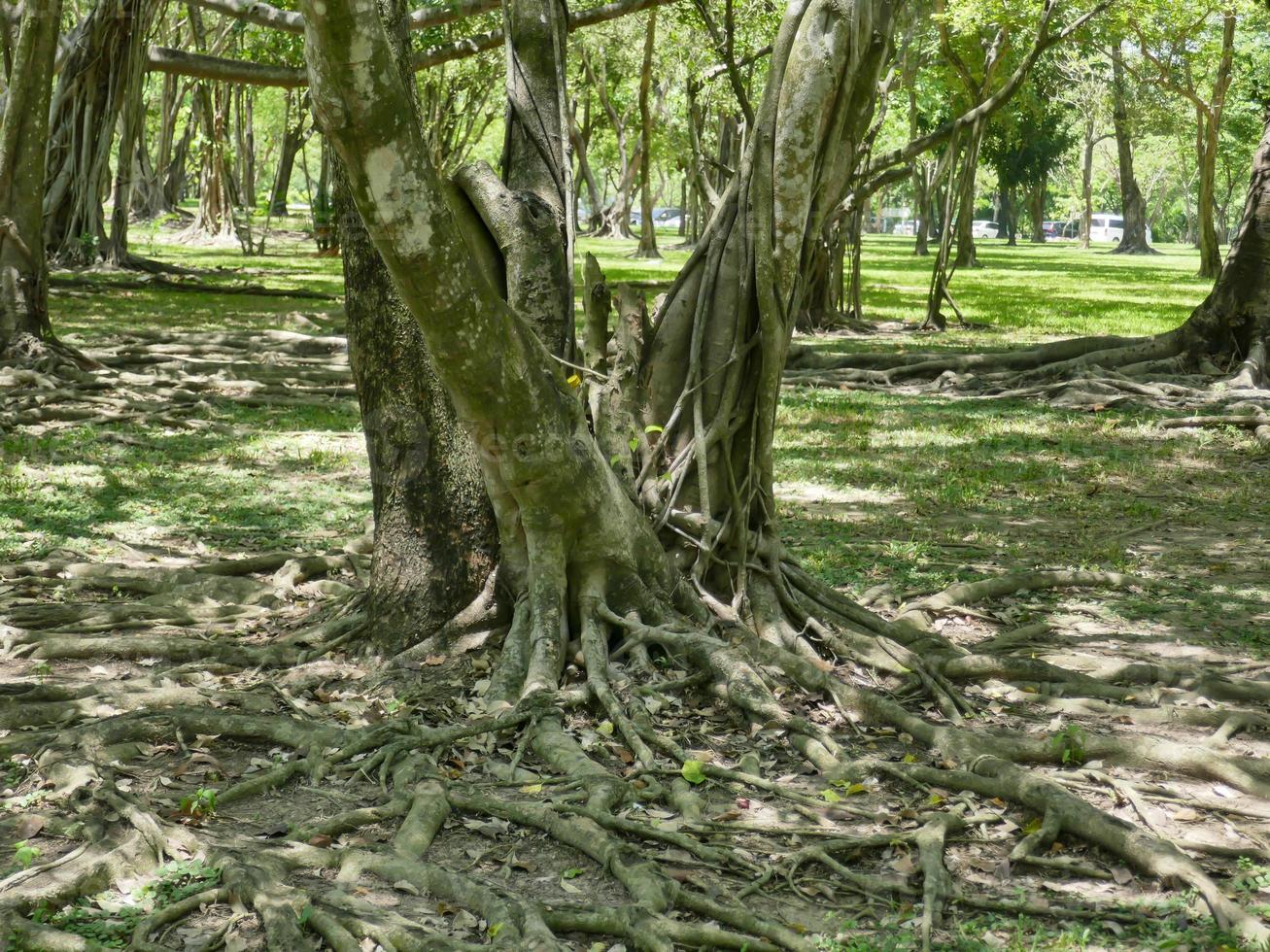 uma grande árvore com raízes cobrindo o chão, uma grande árvore no jardim foto