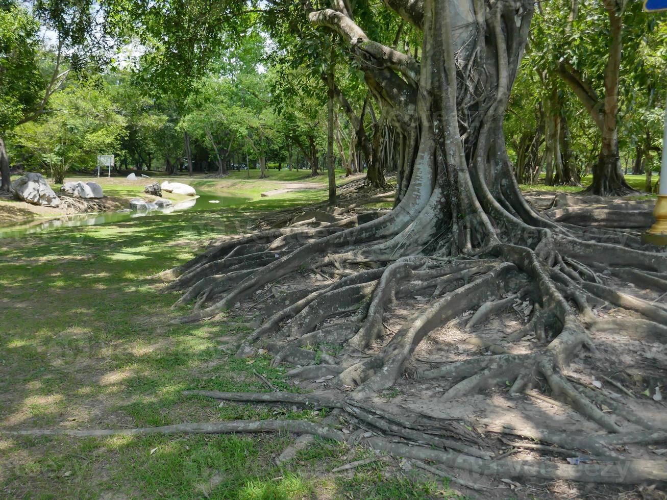 uma grande árvore com raízes cobrindo o chão, uma grande árvore no jardim foto