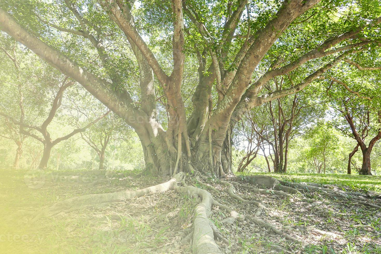 uma grande árvore com raízes cobrindo o chão, uma grande árvore no jardim foto