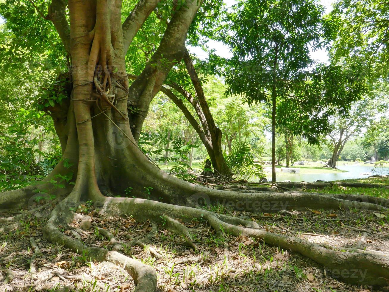 uma grande árvore com raízes cobrindo o chão, uma grande árvore no jardim foto