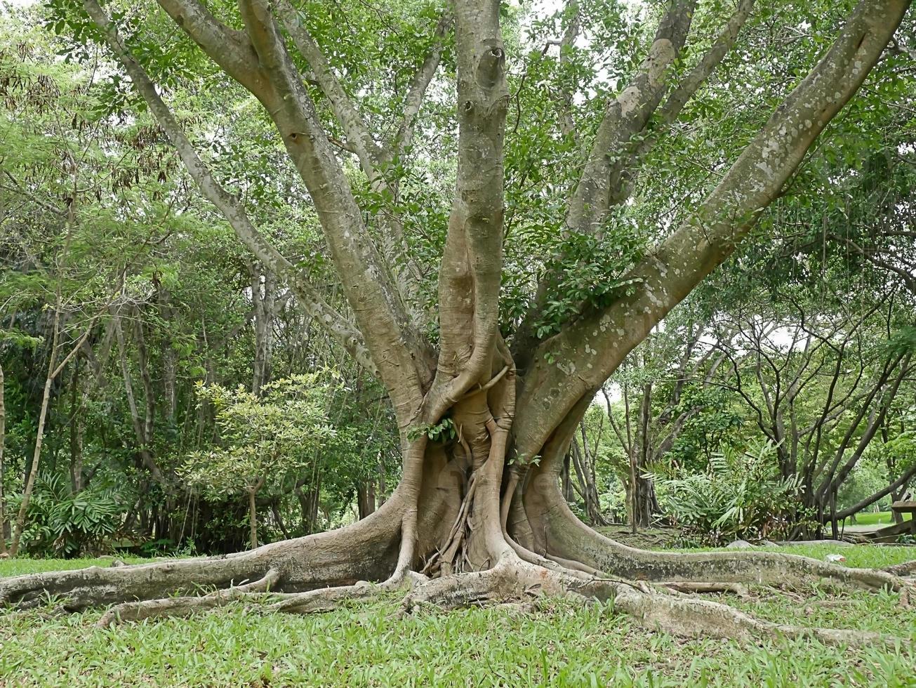 uma grande árvore com raízes cobrindo o chão, uma grande árvore no jardim foto