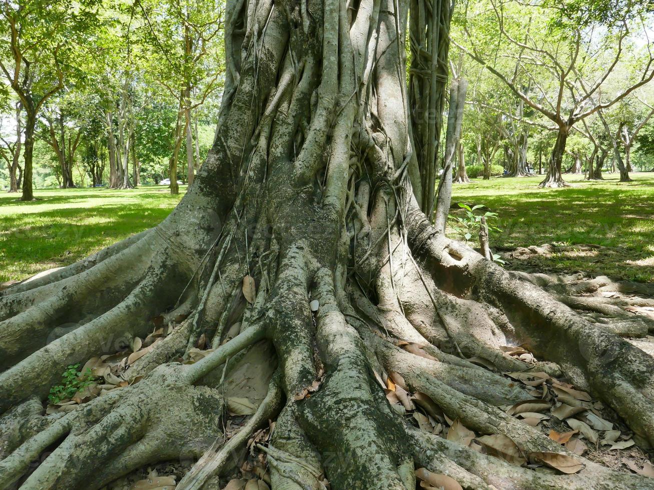 uma grande árvore com raízes cobrindo o chão, uma grande árvore no jardim foto