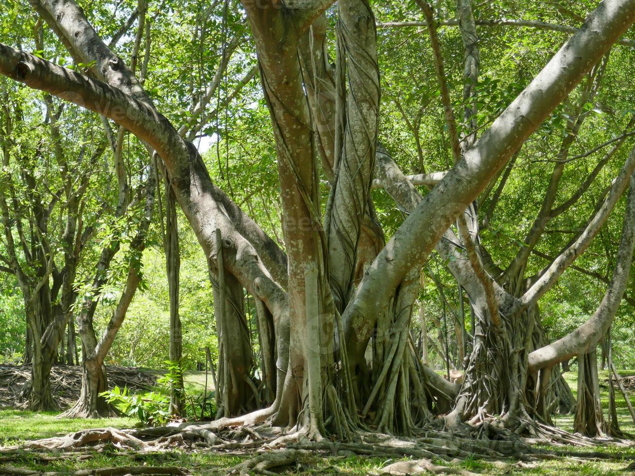 uma grande árvore com raízes cobrindo o chão, uma grande árvore no jardim foto