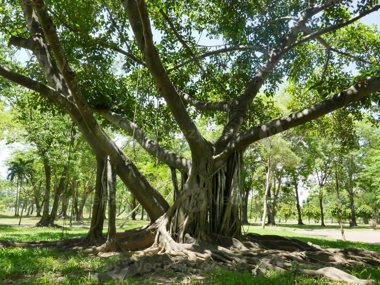 uma grande árvore com raízes cobrindo o chão, uma grande árvore no jardim foto