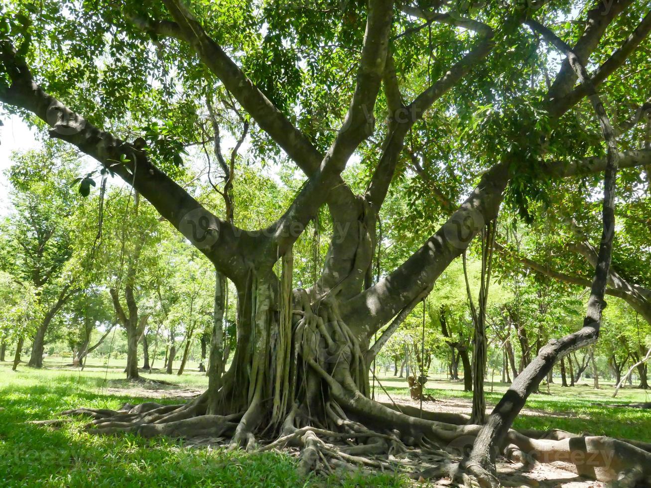 uma grande árvore com raízes cobrindo o chão, uma grande árvore no jardim foto